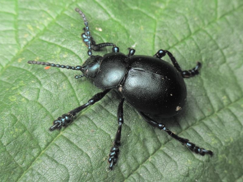 Timarcha tenebricosa (Fabricius, 1775)